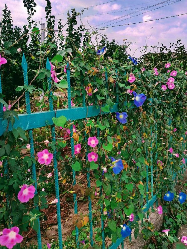 ������ �����. ���������