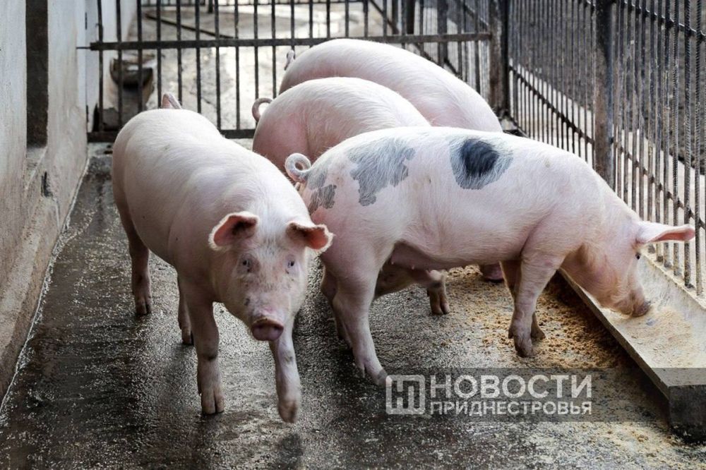 ��������� ������� ����������� ���� ������ ������������� � �������