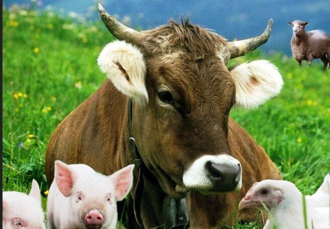 � ��������� ������ ���������� ��������� �����������-���������� ���������� ���������� ����� � ������� �������������� �� ������������ ��������