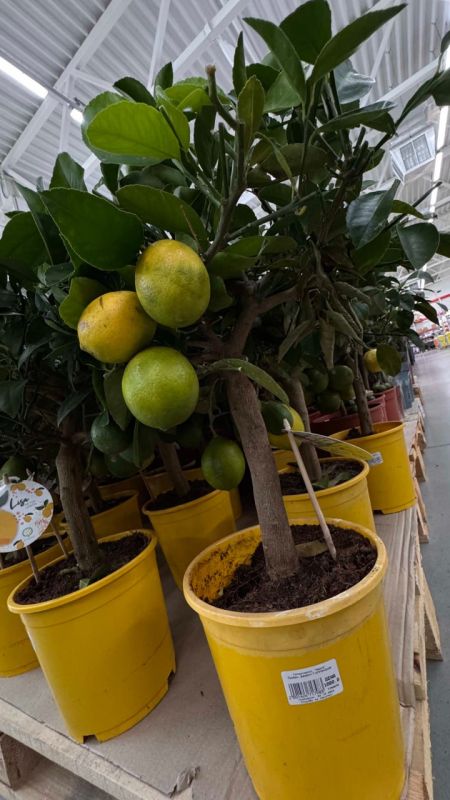 ���������� ���� ��������� � ������������