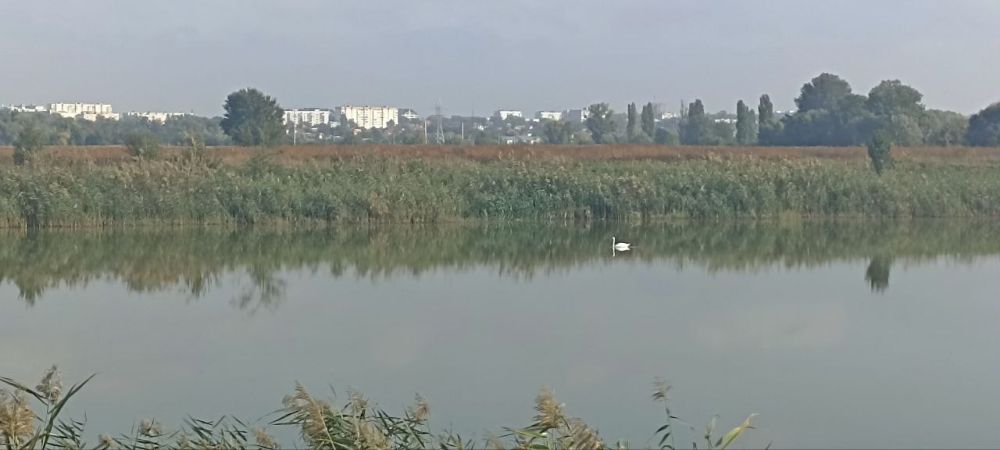 ����������� ���� �� ����� � ��������