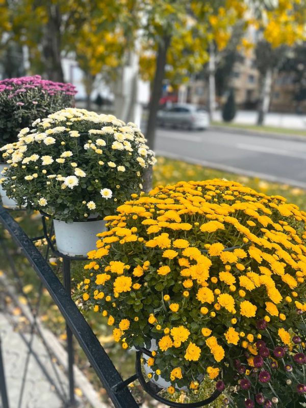 ��������� � ������� �����