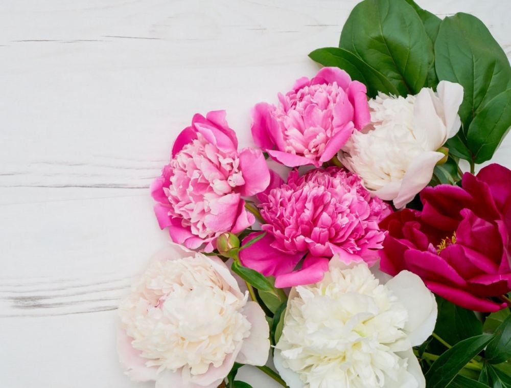 ���� �������� ������ ���������� ���������