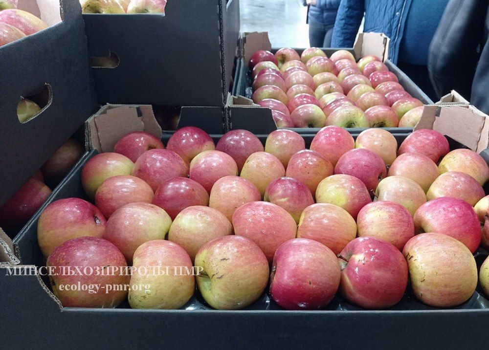 � ������������� ���������� ������� ������ �������� �������