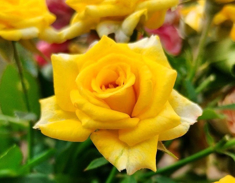 ������������ ���������, �����������, ������� ������, ����, ����������, ����� ������, ���������, ���������, ��������������� - � ��������������� ������������ ���� ������ ��� ������� ������ �����