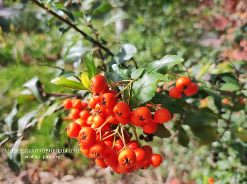 ������ ������ �� �������� ����������� �������������