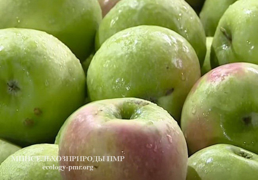 ������� 11,5 ���. ���� �������