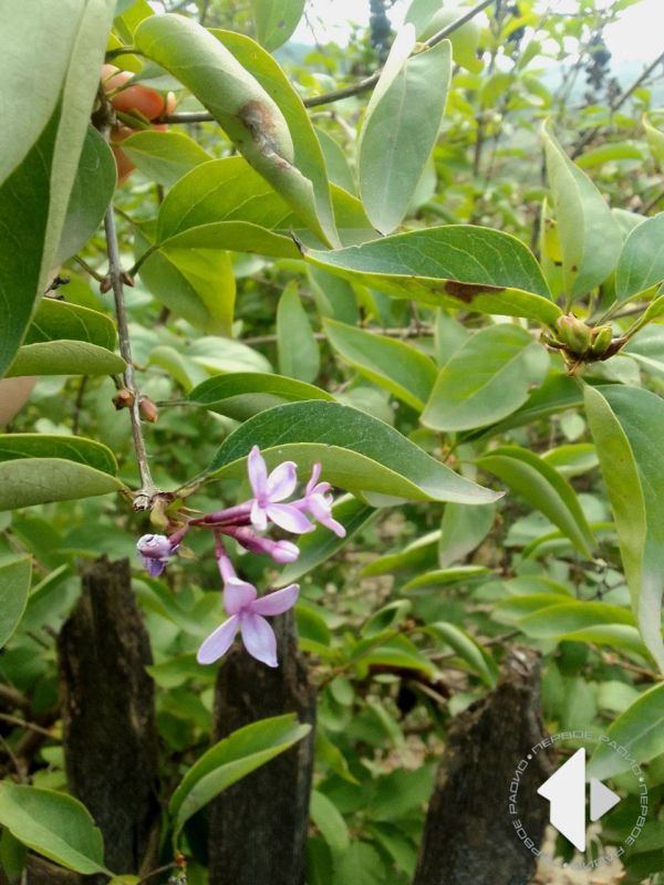 ����������� ������ � �������