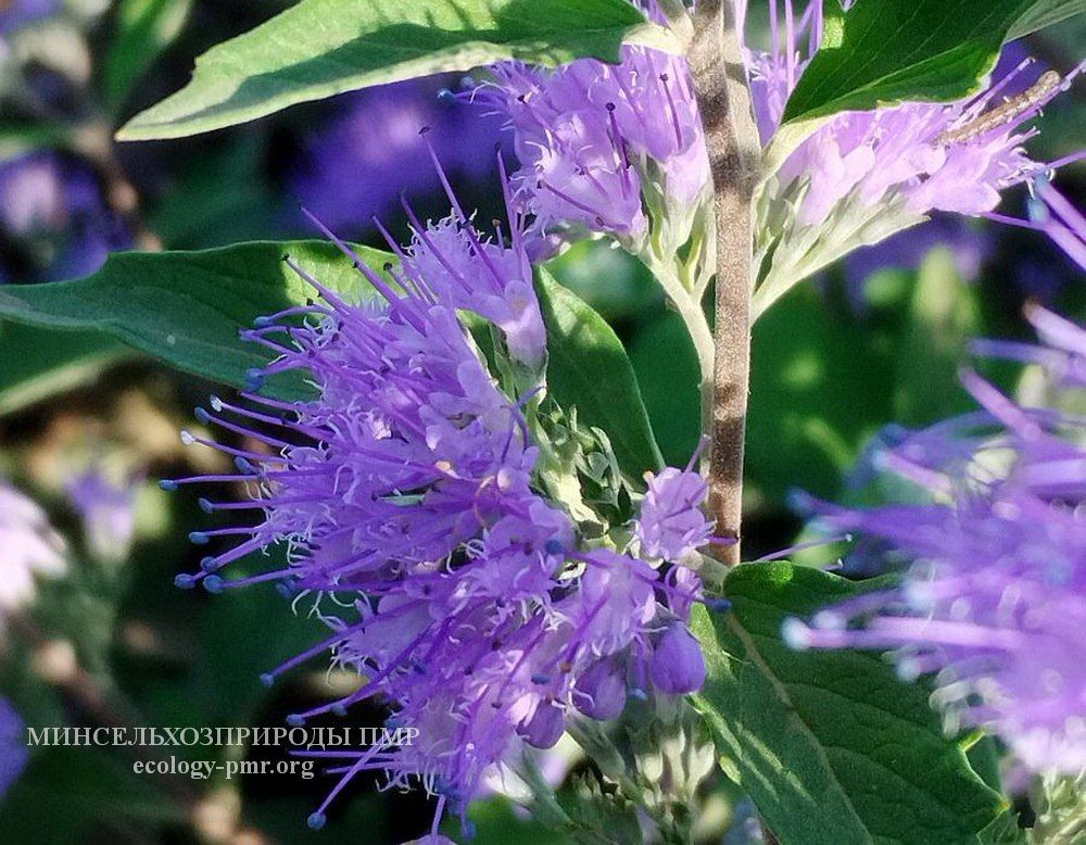 ��������������� ������ ���������� ��������-������� ��������