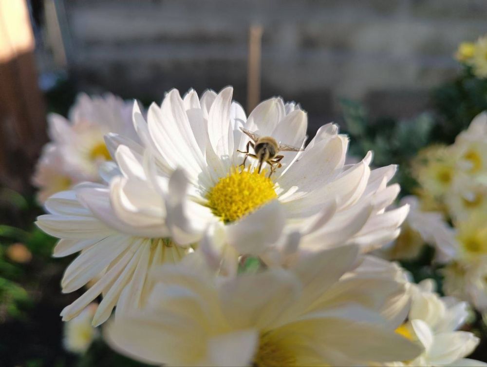 ����� ������� ������� ���������� �� ���� ������� ������ - ������ ����� ������ ������