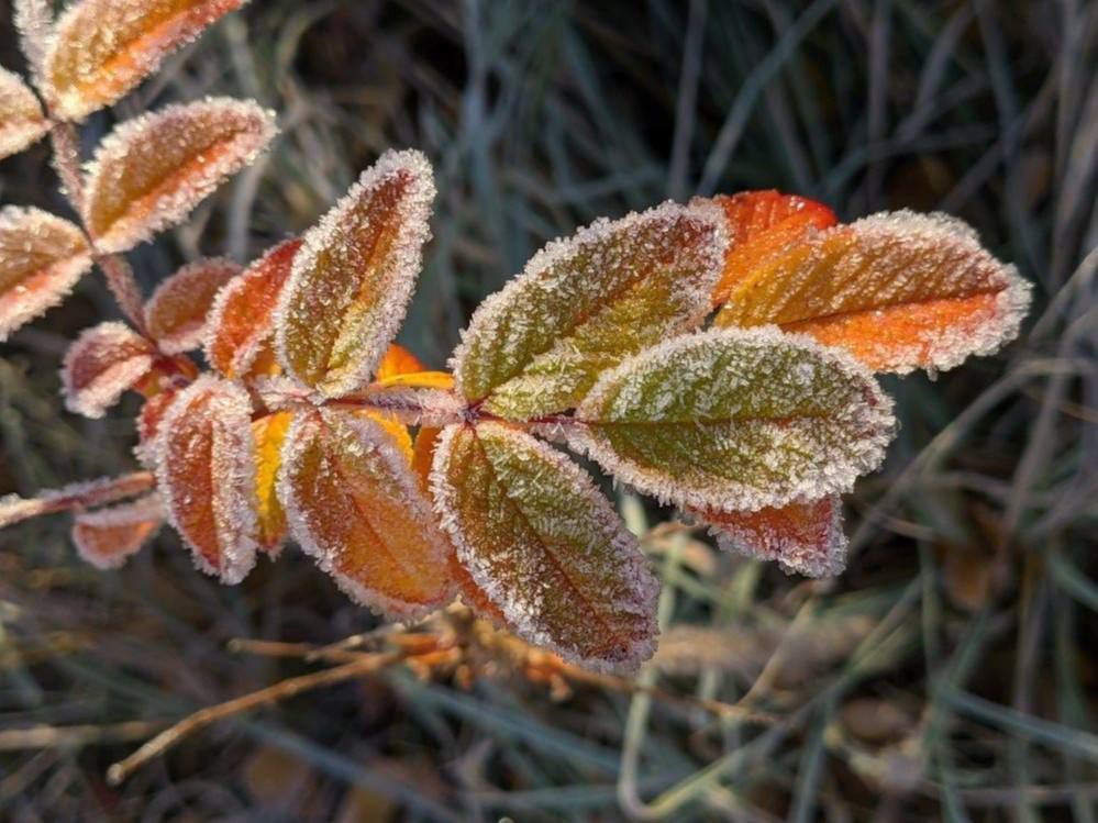 ��������� ��������������