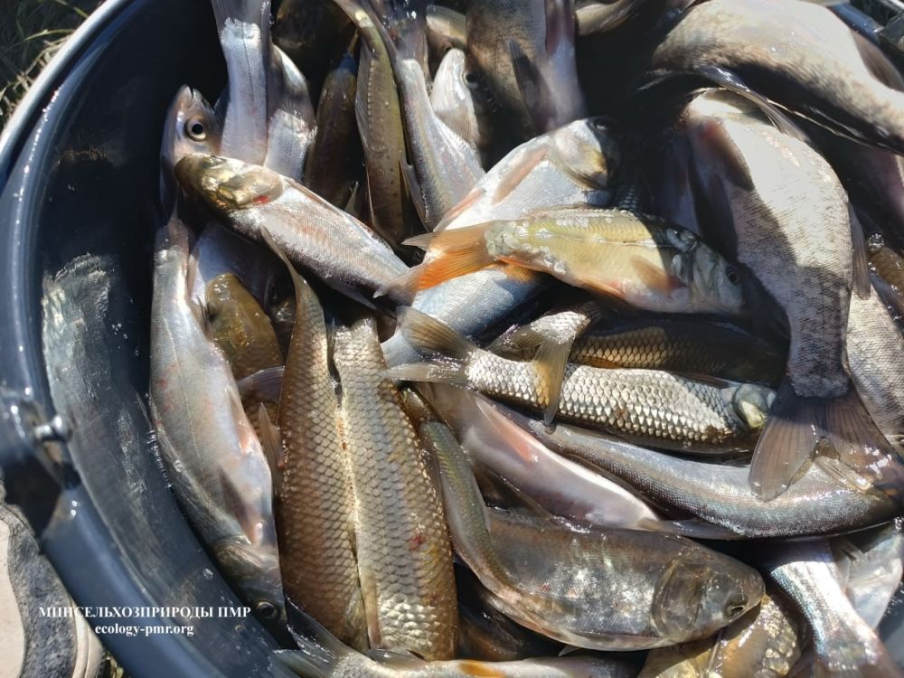 ����� ����������������� ��� �������� ��������� �� ���� ����������� ������� �������� ��������������� ���������� ��������