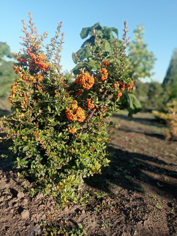 � ��������� ����������� ����� ����� �������� �����, ���, ����������� ������ ��� ������� ����