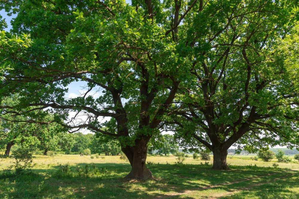 ������ ���� � ������������� ������