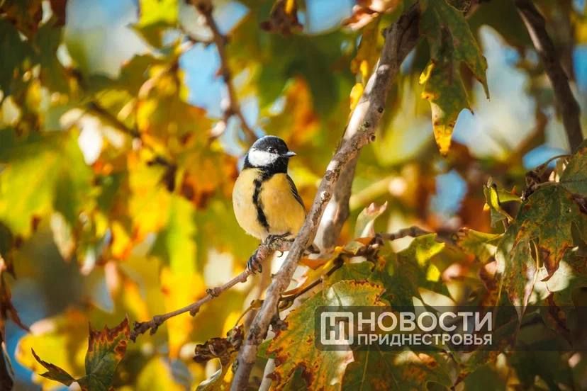 ������ ��������� � �������� ������� �����