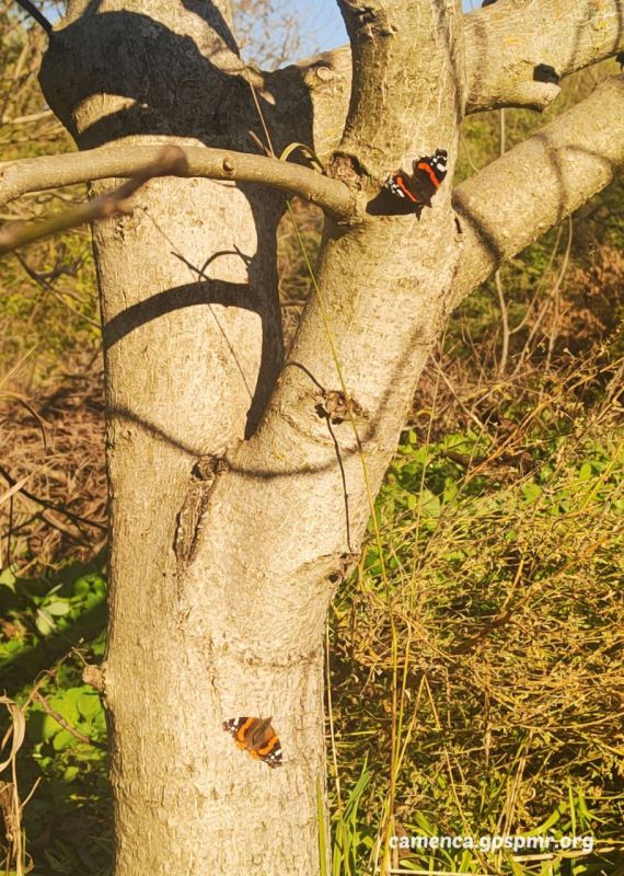 �� ��������� 27 �������, � � ���� ����-������ ��� ����� ������ �������