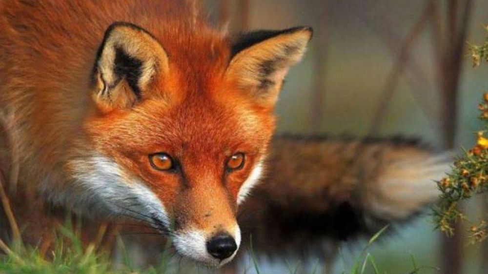 ��� � ������� ����� ����������� ����� ��� ���������� �� ���������: ��� ��� �� �� ������ ����� ����������� - �������� ��������