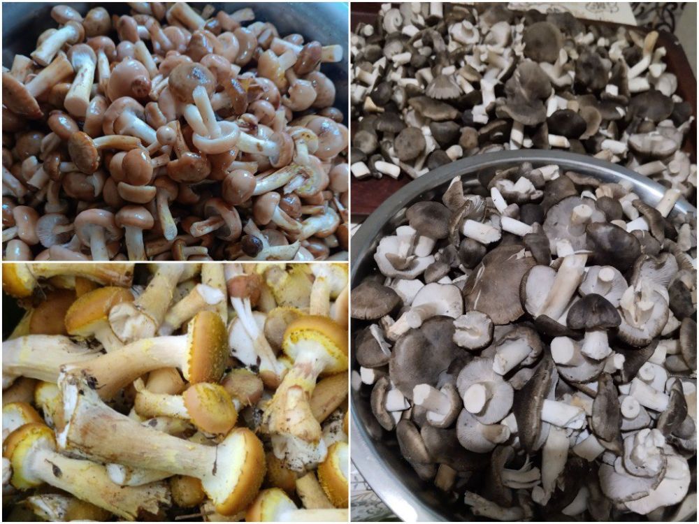 ������������� � �������� �������� ���������� �������� ������� ������