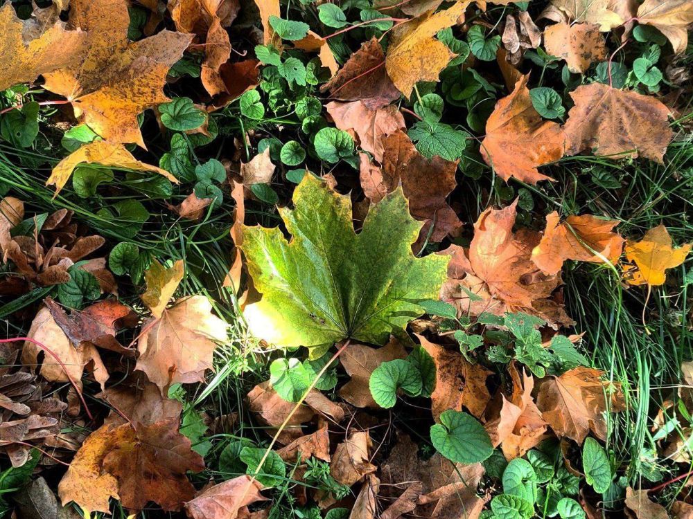 ���������� ����� ���� ������������