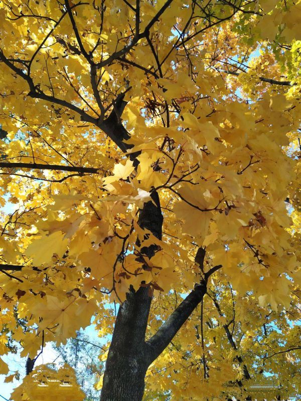 ����� ������� ��������� �������