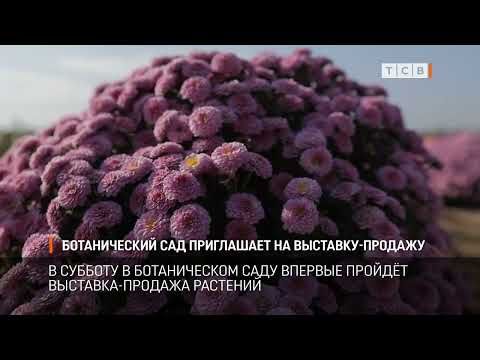 � ��� �������, 2 ������, � ��������������� ������������ ���� ������� ������ ��������-������� ����� ������ ��������