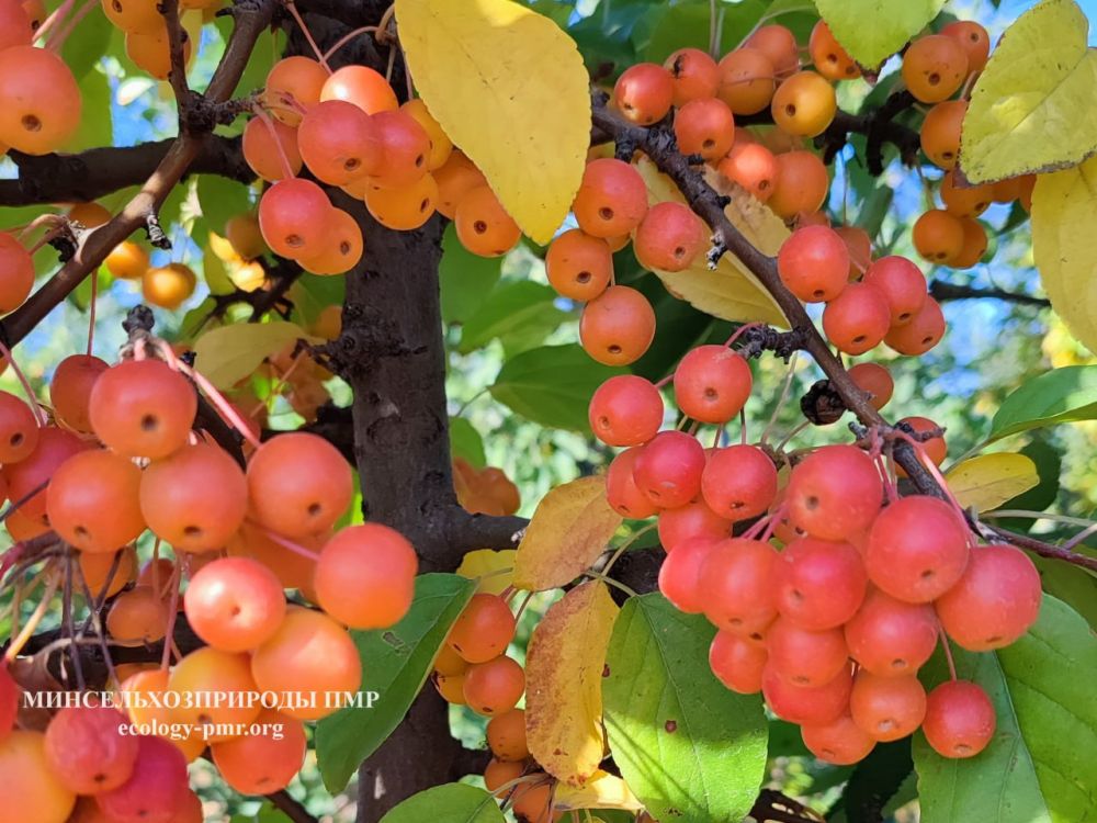 ������� ������. �������, 31 �������, ��������� ���������� ����������, ��� �������