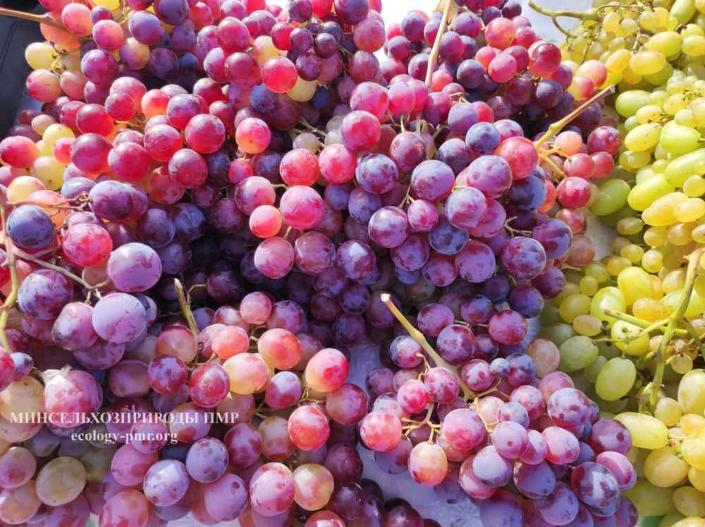 ����������� ������ �� ������ �������-������� ��������������