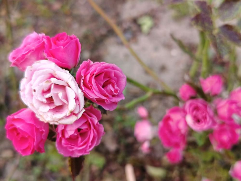 ������� ������ �� ������ 2-4 ������