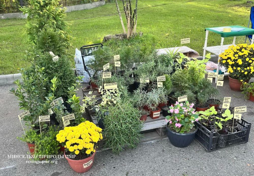 � ��������-������� ��������� ������� ������������� ���, ������� ����