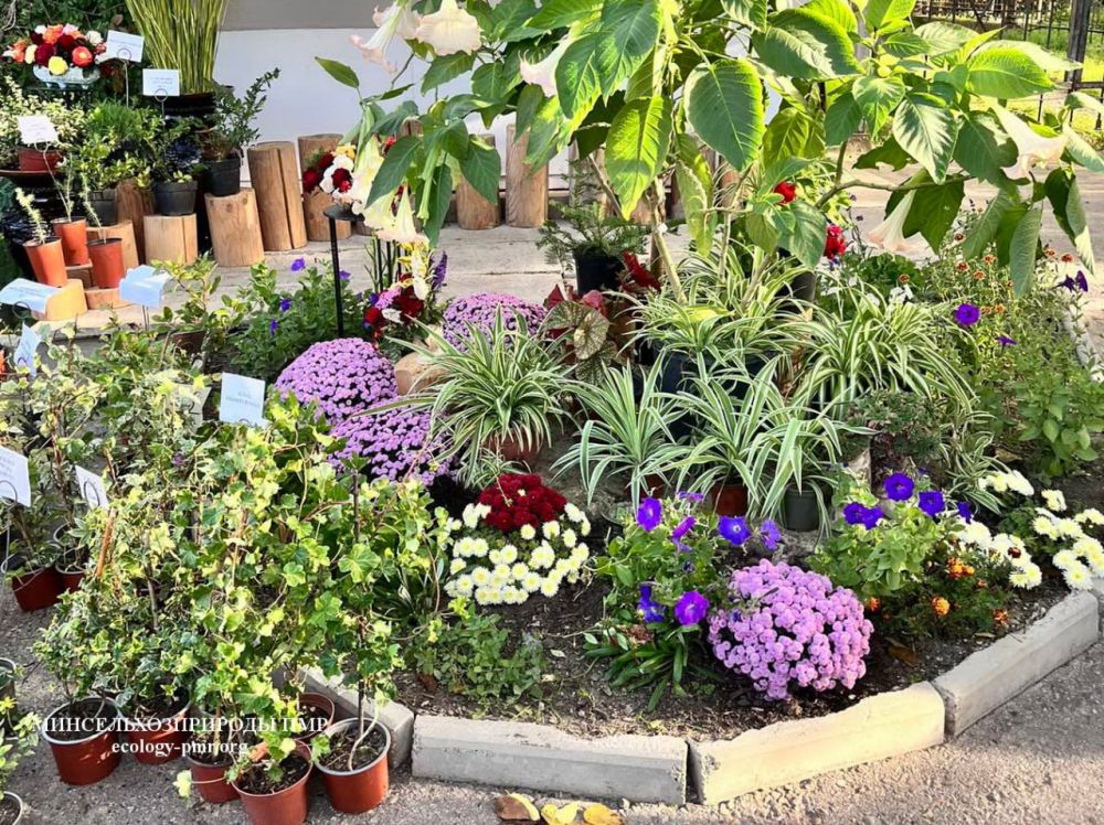 � ��������������� ������� ��������� ��������-�������