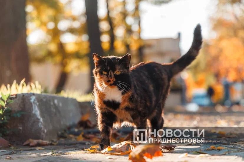 ��������� ������������� � �������� ������: ������ �� ������������� ������ ����� ���������� �� 15-18 �/�