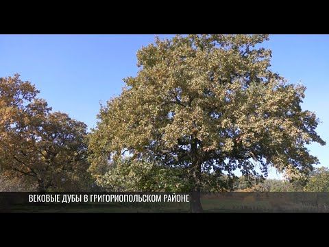 Сюжет-прогулка – к вековыми дубам