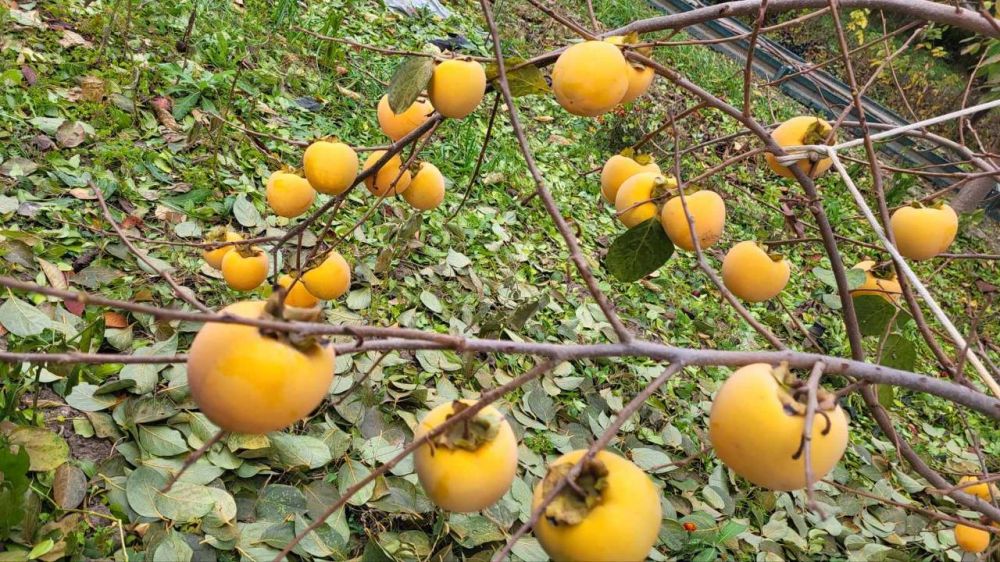 ����� � ���������. ��� ��������������� ��������� � ��� �� ��������. ����� ����� �������� ������