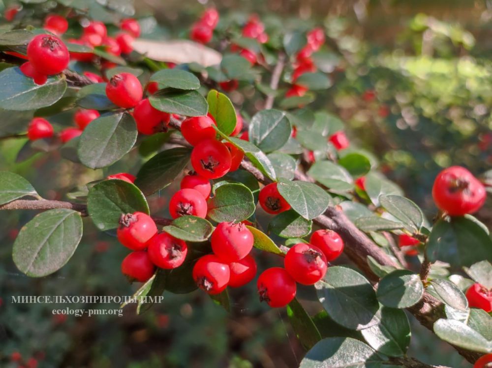 ������ ������ �� �������� ����������� �������������