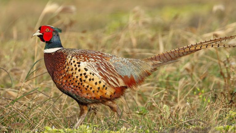 ������ � ������������� ���������� ����� ����� �� ������