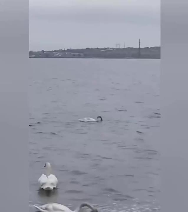 ��� �������� � ��� ������� �� ������ � �����������