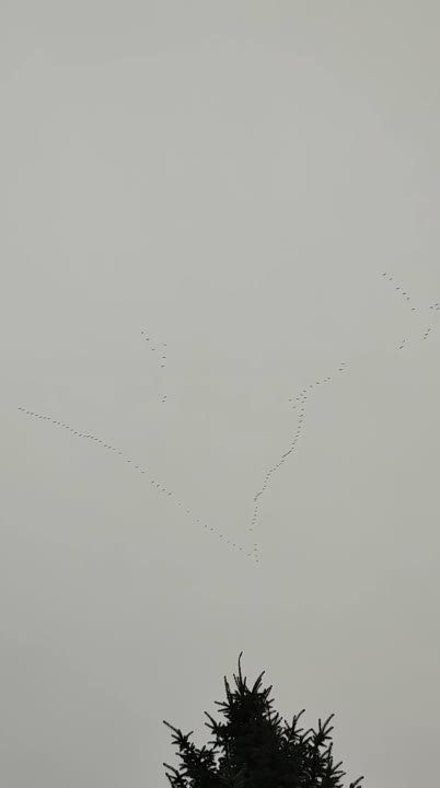 ����� ���������� ������� �� ��