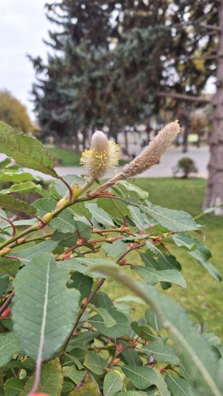 ���������� �����