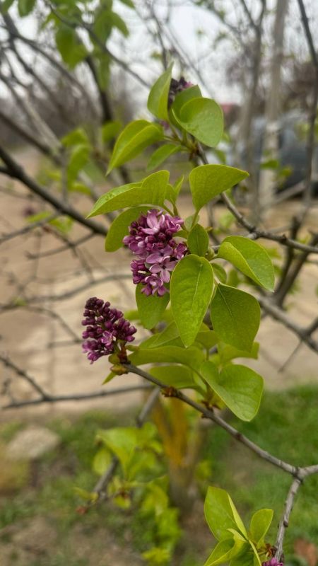 ���� �� ������ ������������� ����, � ��������� ����� ������