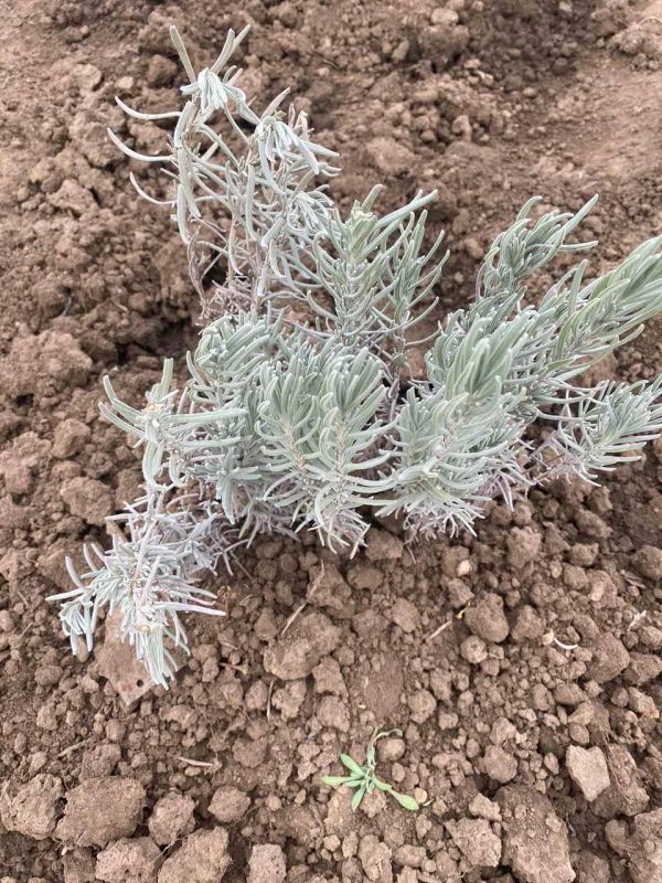 ������� ����� �������� 100 ������ ������� ��� ���������� ��������� �����