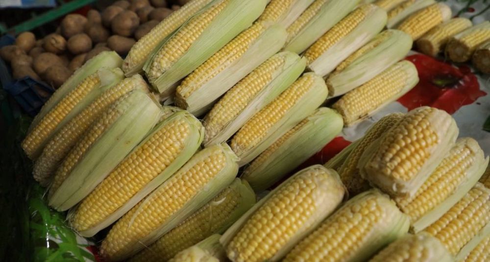 ��� ���� ���� �� ������� ����� ����� ������ �������� ��������