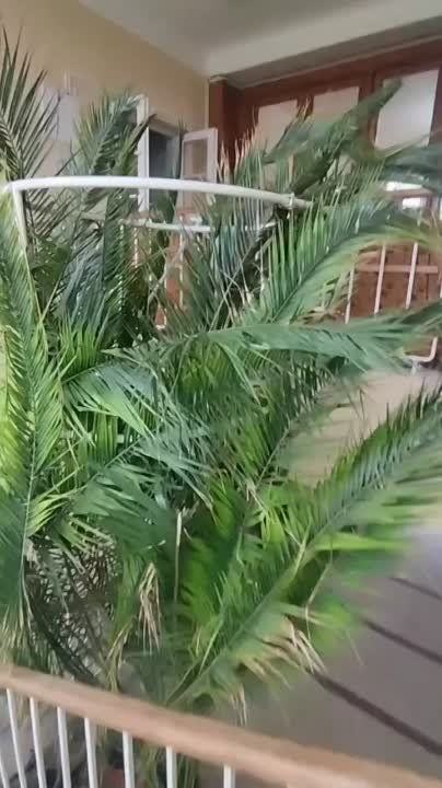 ������������ ��������� ������