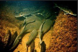 � ������������ ��� � �� 15 ����� ��������� ������� �� ����������� ����