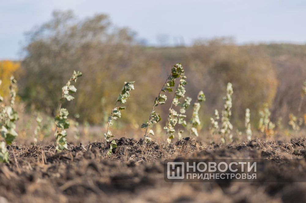 Высаживать два дерева вместо одного срубленного - тему озеленения поднял Президент ПМР Вадим Красносельский на совещании с главами госадминистраций
