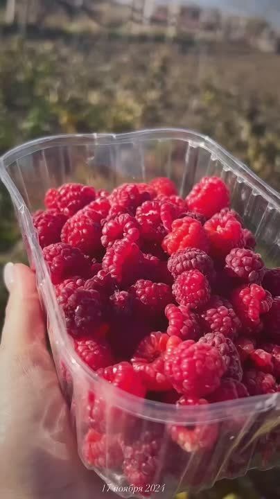 ����� ������ ����� �� ������