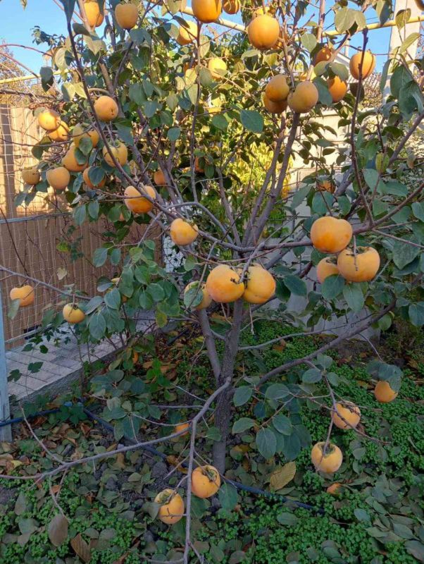 � ������� ����� �����, ��� ������