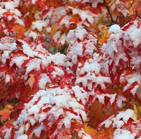 ������������� ������� ���������: