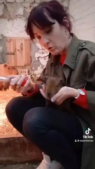 � �������� �������� �������� ����������