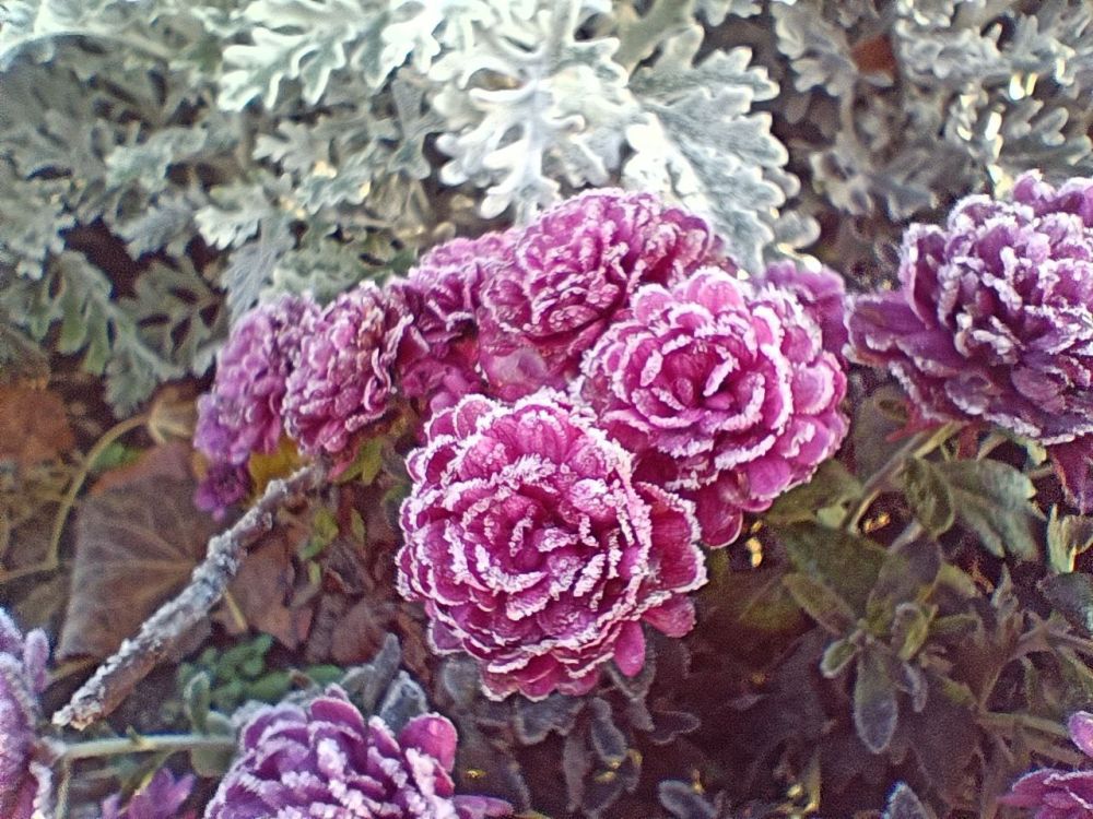 ��� �� ��������. � ���� ����� �� ������� ��� ���������� ����������: ���������� �� ��������� ������� ������� ���� ������� ����� ������� ������