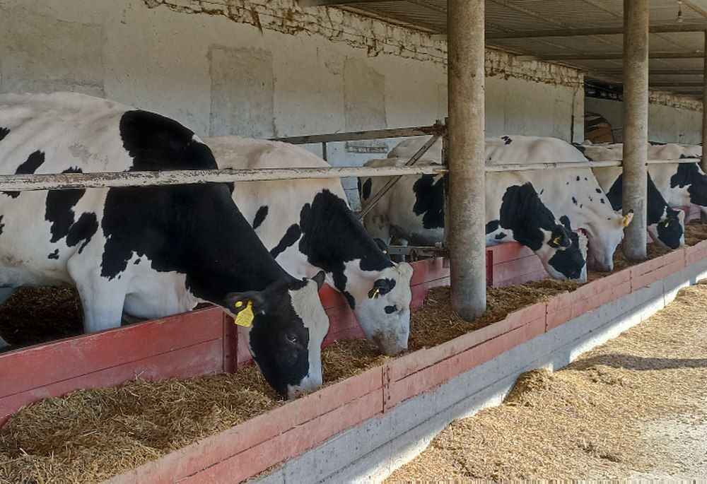 В ноябре 2024 г. в адрес Минсельхозприроды ПМР поступила заявка от КФХ Григориопольского района на предоставление субсидий